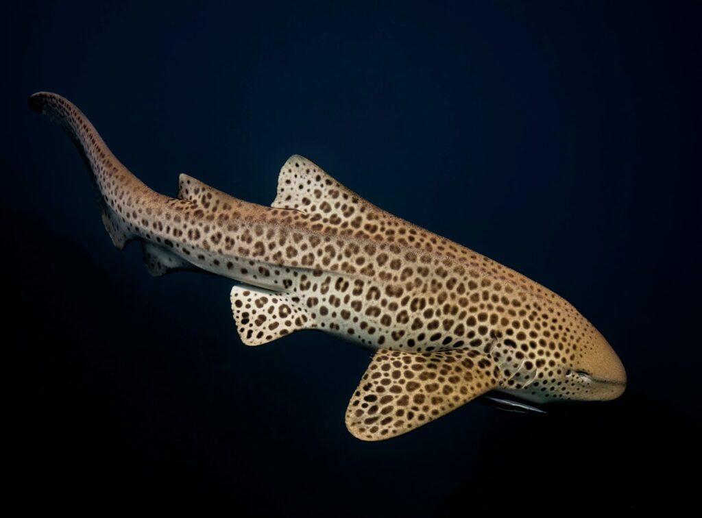 Leopard, or zebra shark