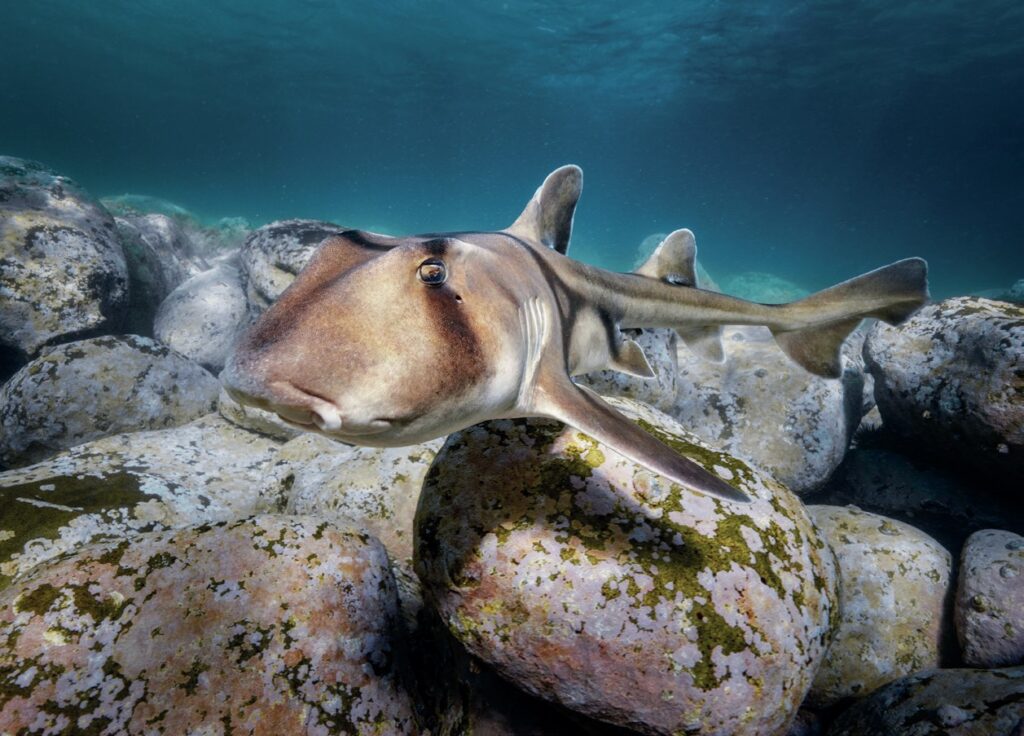 Shark swimming on rocks on ocean floor