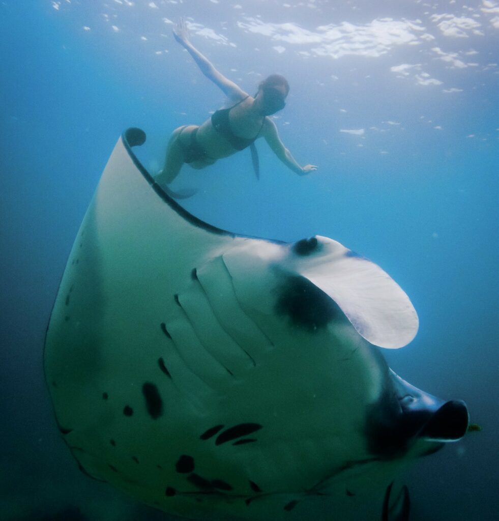 Free diver with manta ray