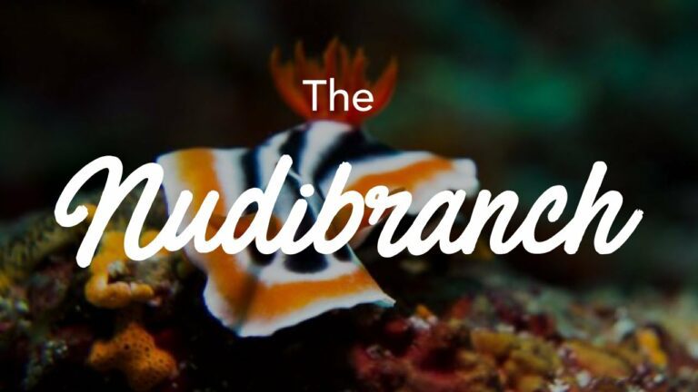 Unique Nudibranchs