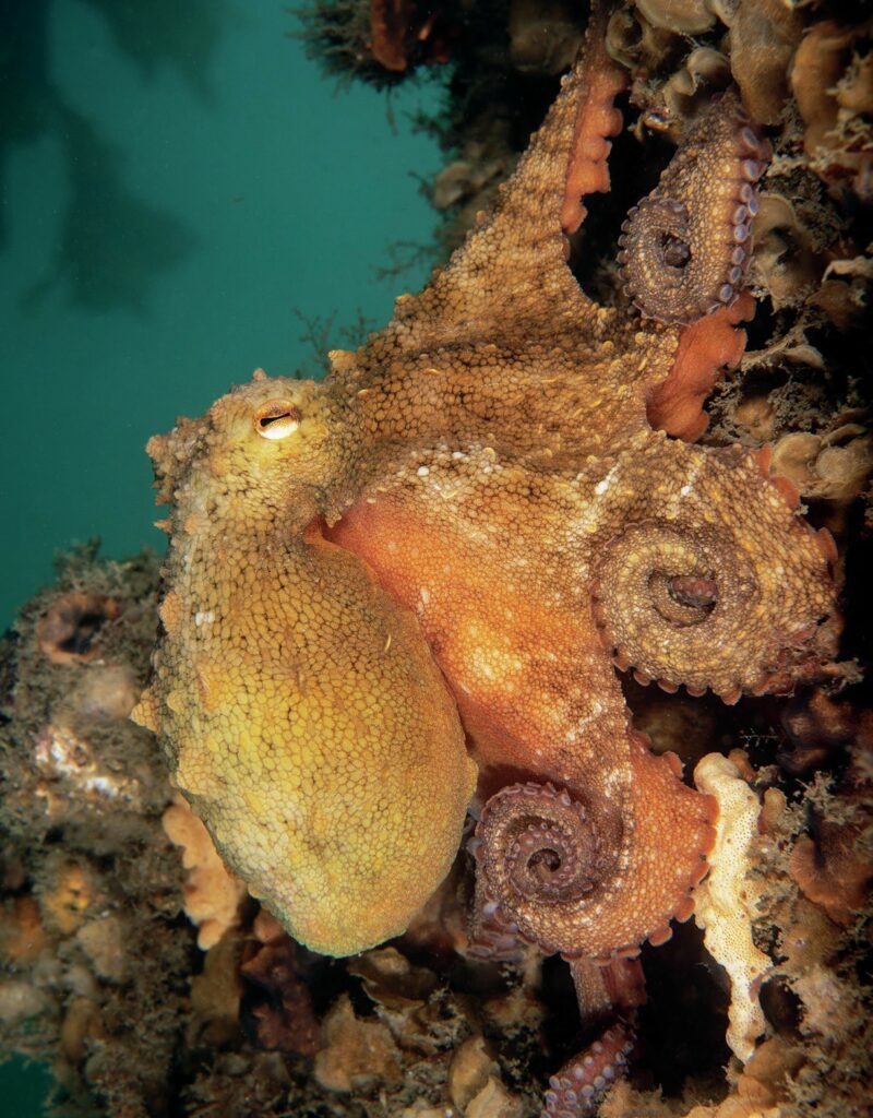 octopus posing