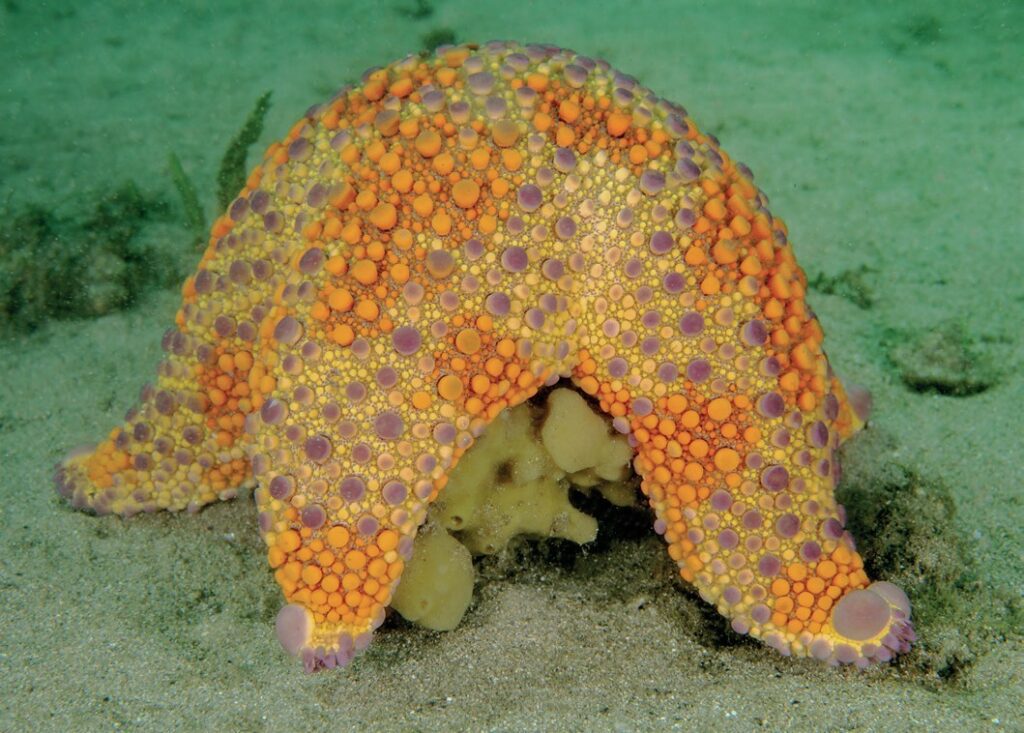 Orange and purple sea star