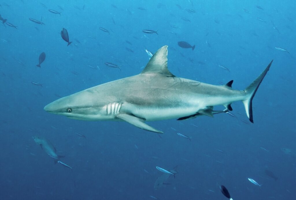 Shark swimming in ocean