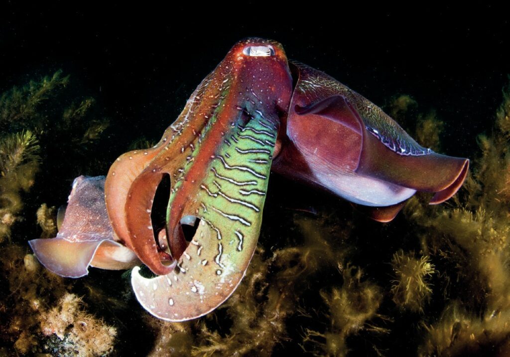 solo cuttlefish in Whyalla