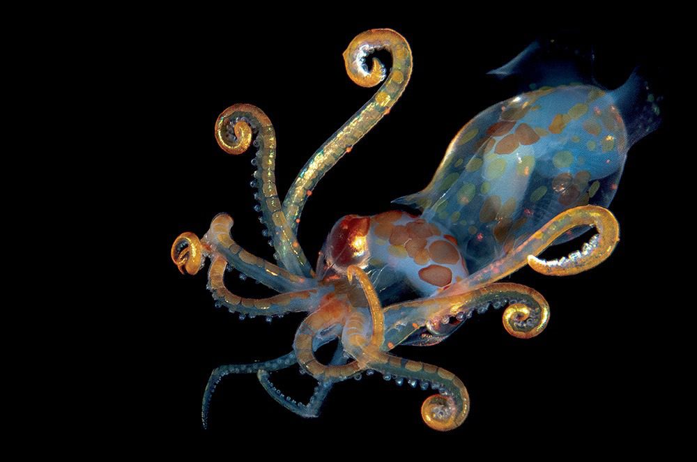 Translucent Octopus