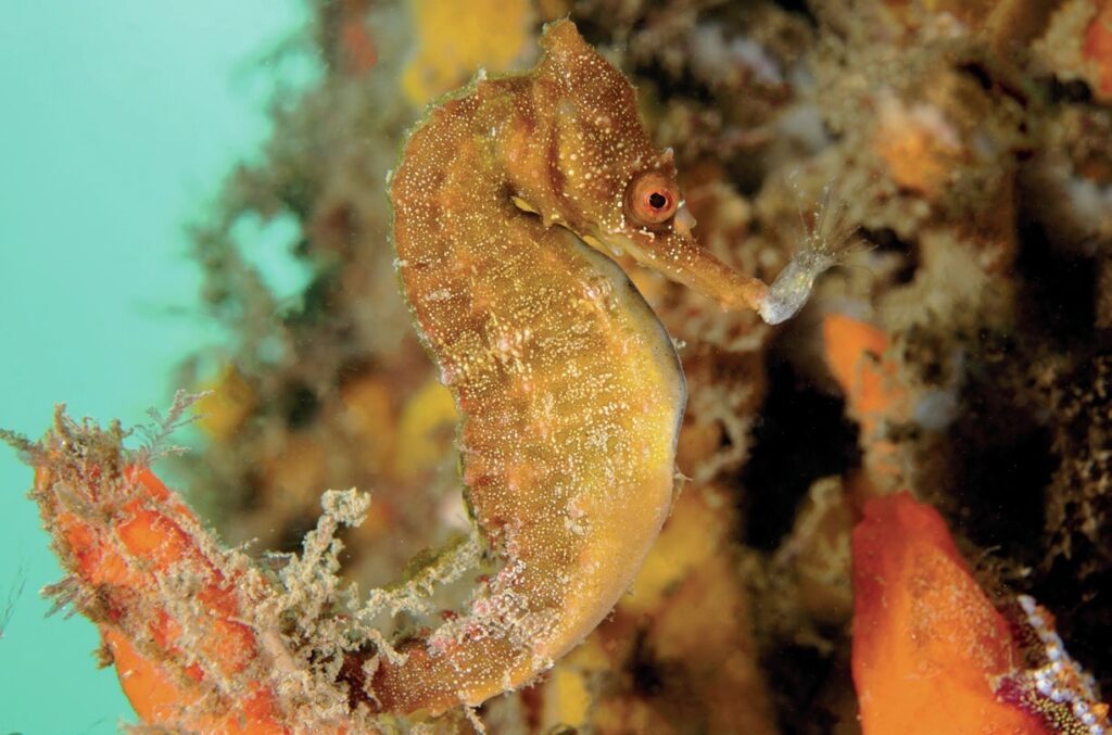 whites seahorse