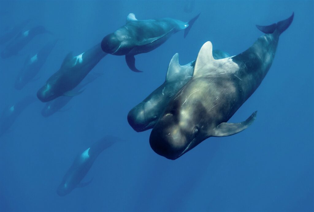 A pod of pilot whales is an impressive sight