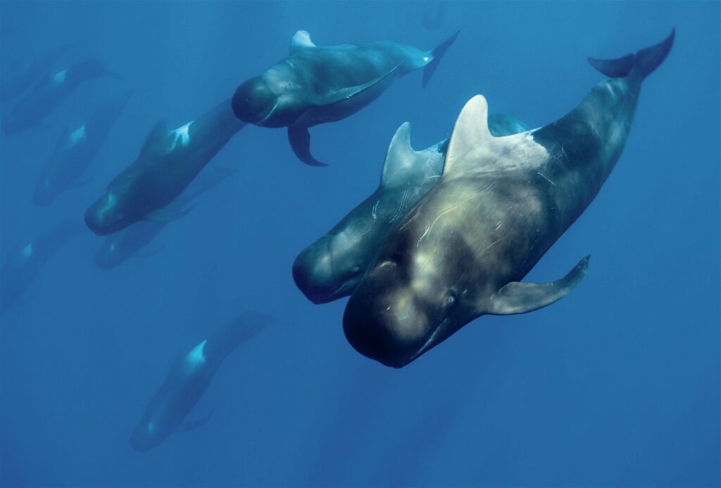 Subaqueous Journeys: Dive Sites for Your Bucket List by Walt Stearns 3 A pod of pilot whales is an impressive sight
