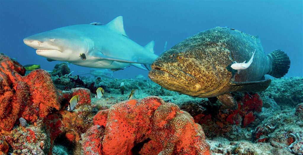 An abundance of large marine fauna like sharks and Golaith groupers justifies the title 'Land of Giants'