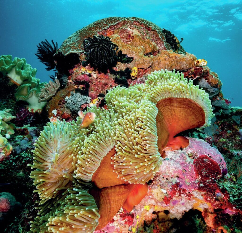 Anemonefish in its host anemone