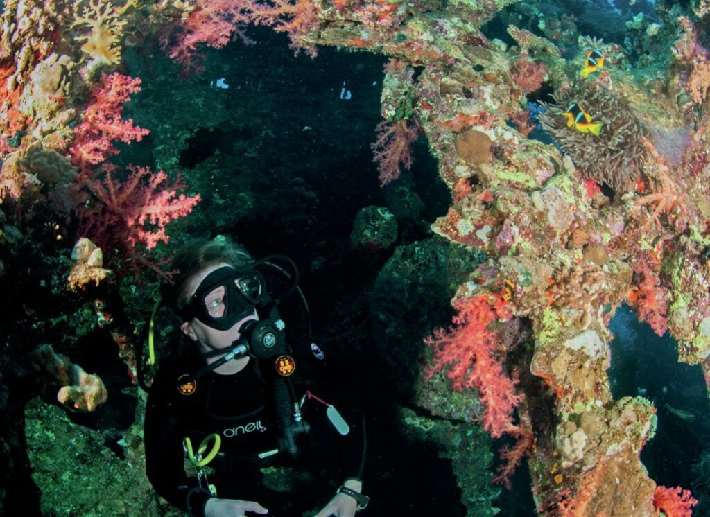 Anemonefish inside a shipwreck
