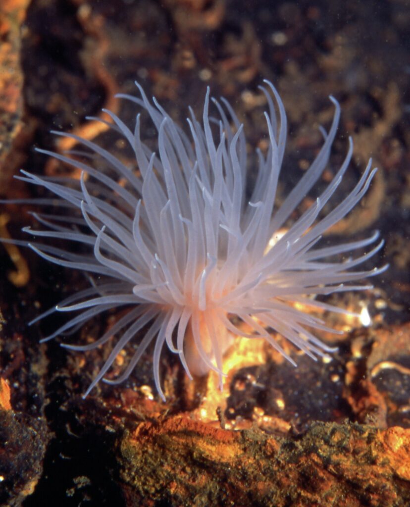 The Underwater Garden: An Exploration of Anemones in Scotland's Seas 5 Burrowing anemone