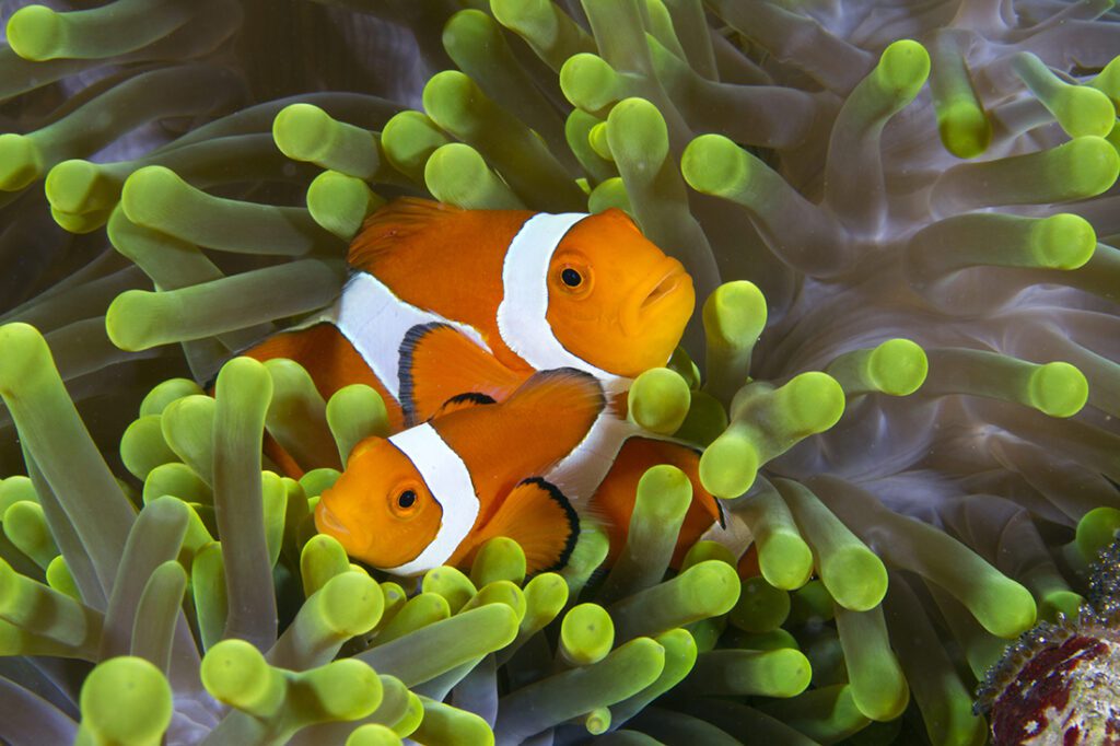 Pair of false clown anemonefish shot with a Canon 7D and Canon 60mm macro lens. Exposure: 1/90 of a sec. at f/22