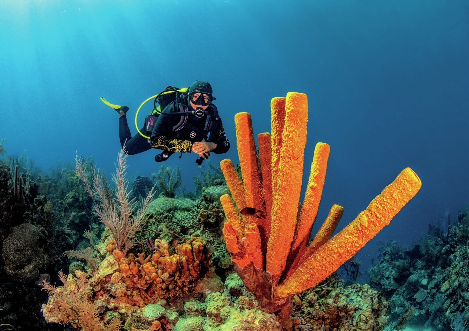 Diving near vibrant coral