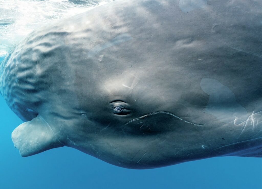 An Unforgettable Encounter: Diving with Sperm Whales in Dominica 3 Eye of a sperm whale