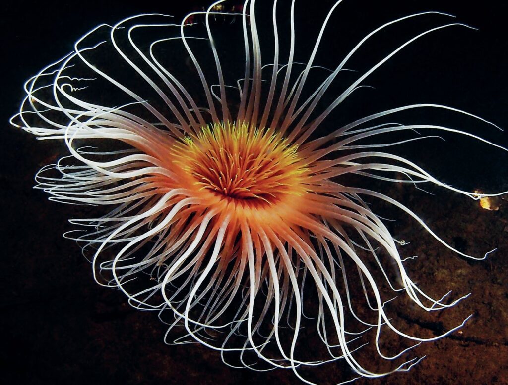 The Underwater Garden: An Exploration of Anemones in Scotland's Seas 3 Fireworks Anemones