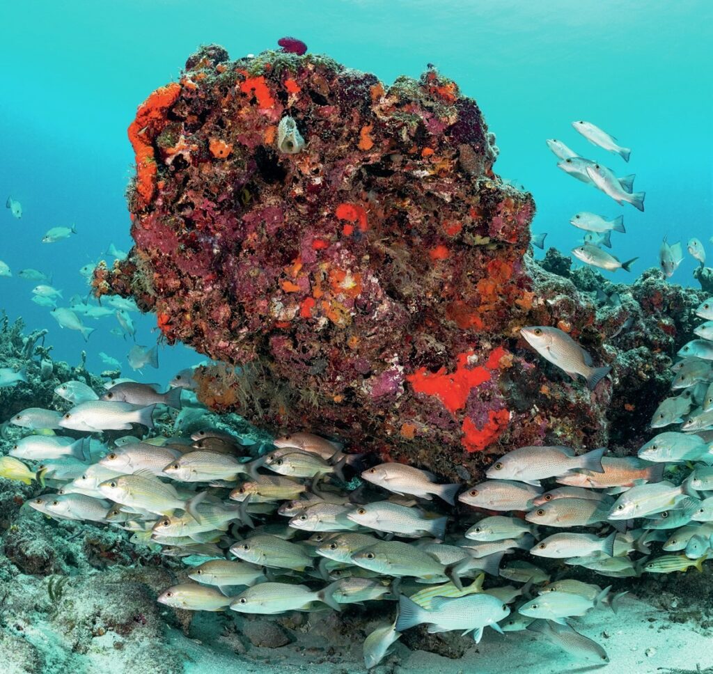 Large shoals can be found on the reefs