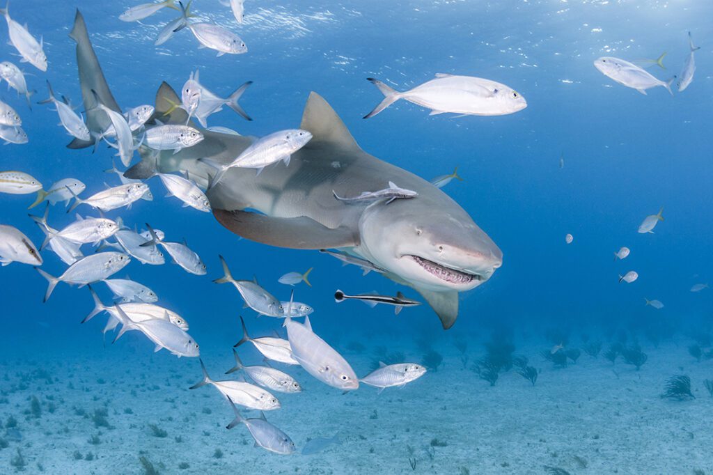 Lemon shark portrait was taken at Tiger Beach in the Bahamas at a depth 20 feet. Camera used for this was a Nikon D500 manually set to 1/180 with the ISO at 200 with a Tokina 10-17 fisheye lens