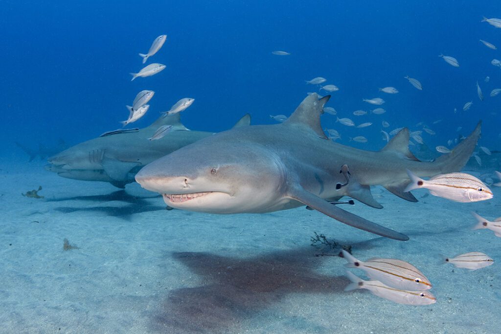 The shot of this lemon shark was taken on the same day with the same Canon 7D and Tokina 10-17 fisheye lens as the one illustrated on the opening page. Camera settings for this one is exactly the same: manual mode, shutter speed 1/180 sec., ISO 250, lens focal length at 17mm with the aperture at f/8, Sea & Sea YS-250s set in manual mode at ¼ power.
