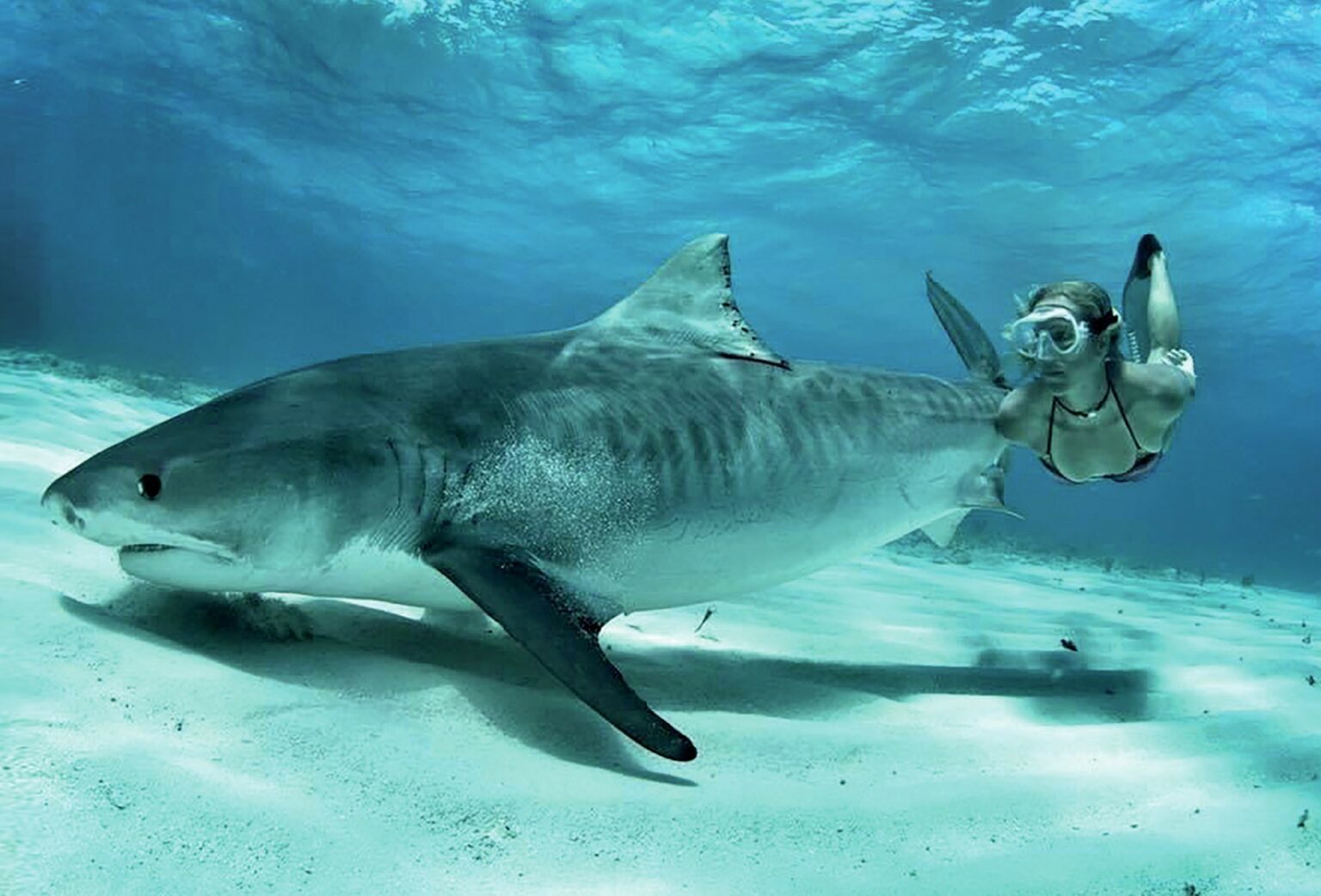 Liz with a tiger shark in the Bahamas