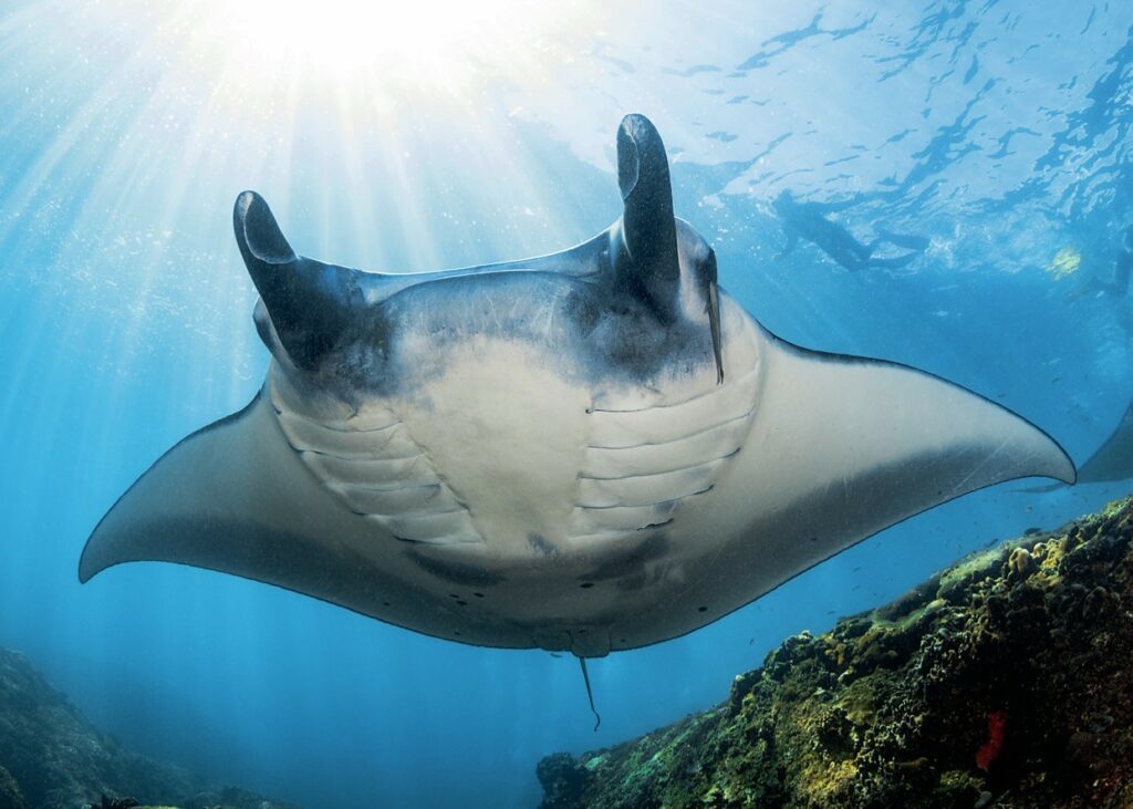 large Manta ray