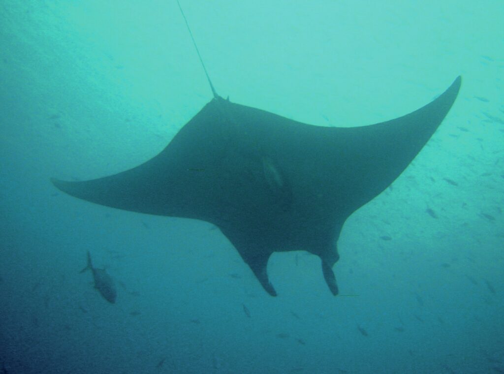 Discovering Fiji's Hidden Gem: Waidroka Bay Resort 8 Manta ray