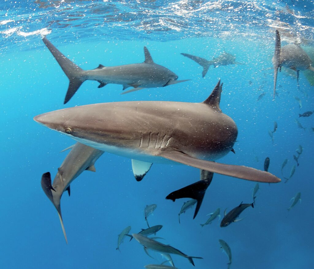 multiple sharks together