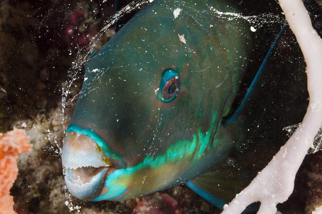 Wrapped in its protective cocoon a parrotfish is bedded down for the night.