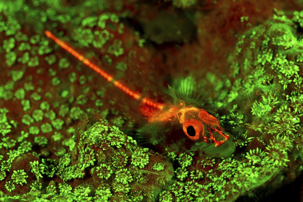 Taking a Fluo light on a night dive at Wakatobi can make a very entertaining evening. Illuminating marine creatures like this triple-fin goby on a blade of scroll coral with a Fluo light will often cause that animal to fluoresce like something in a black light poster.