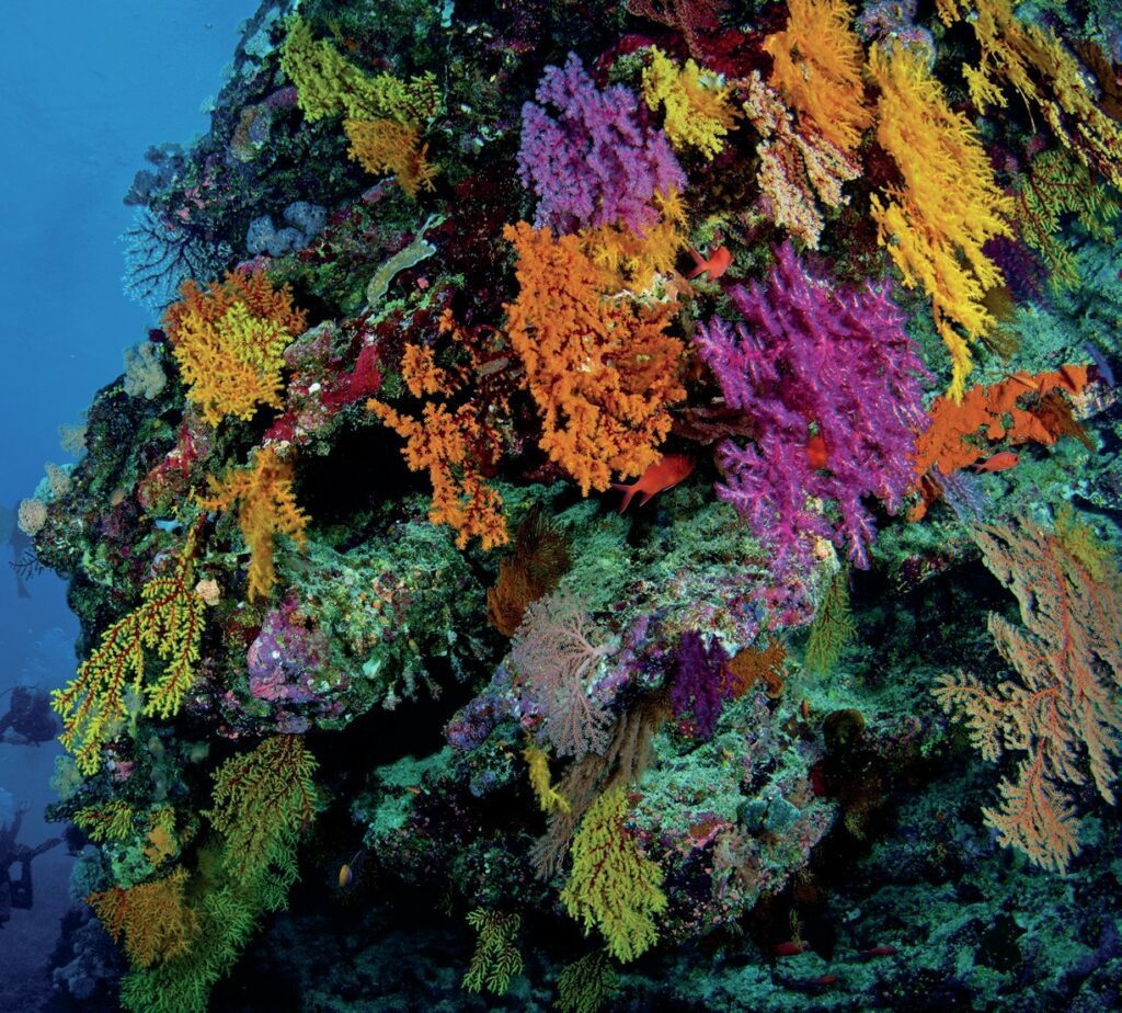 Rainbow colours on the reef