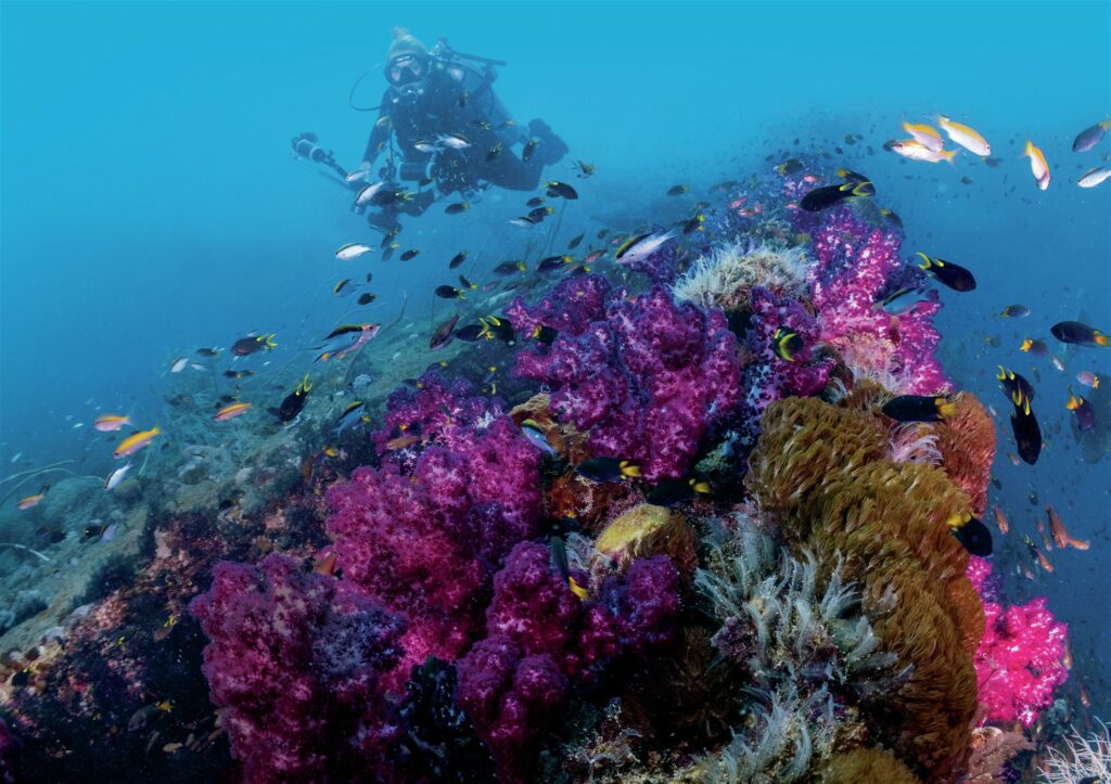 Scuba diver over coral