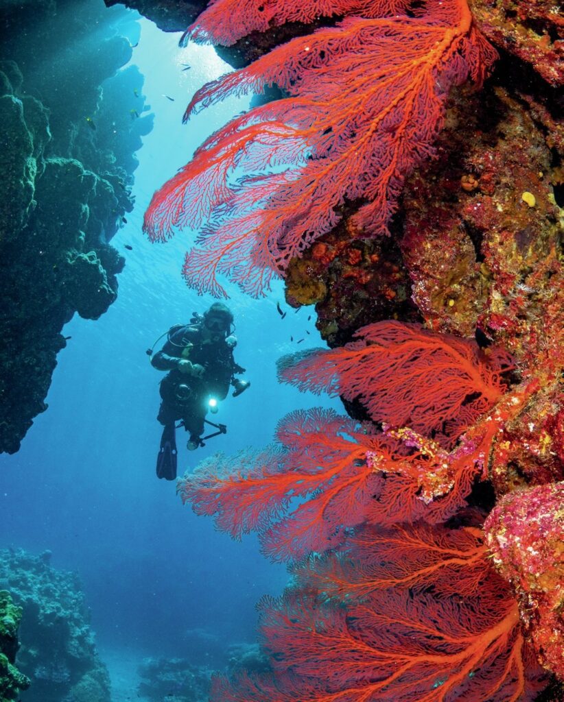 Subaqueous Journeys: Dive Sites for Your Bucket List by Walt Stearns 4 Sea fans galore
