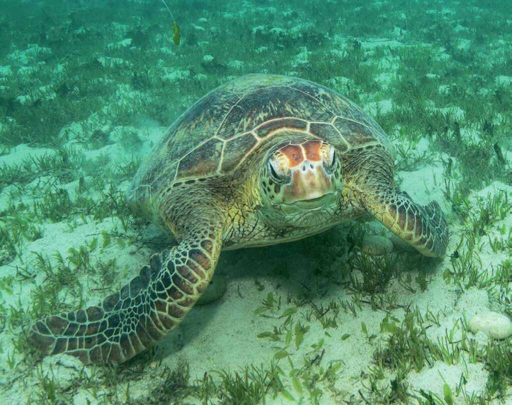 Sea turtle chilling in seagrass