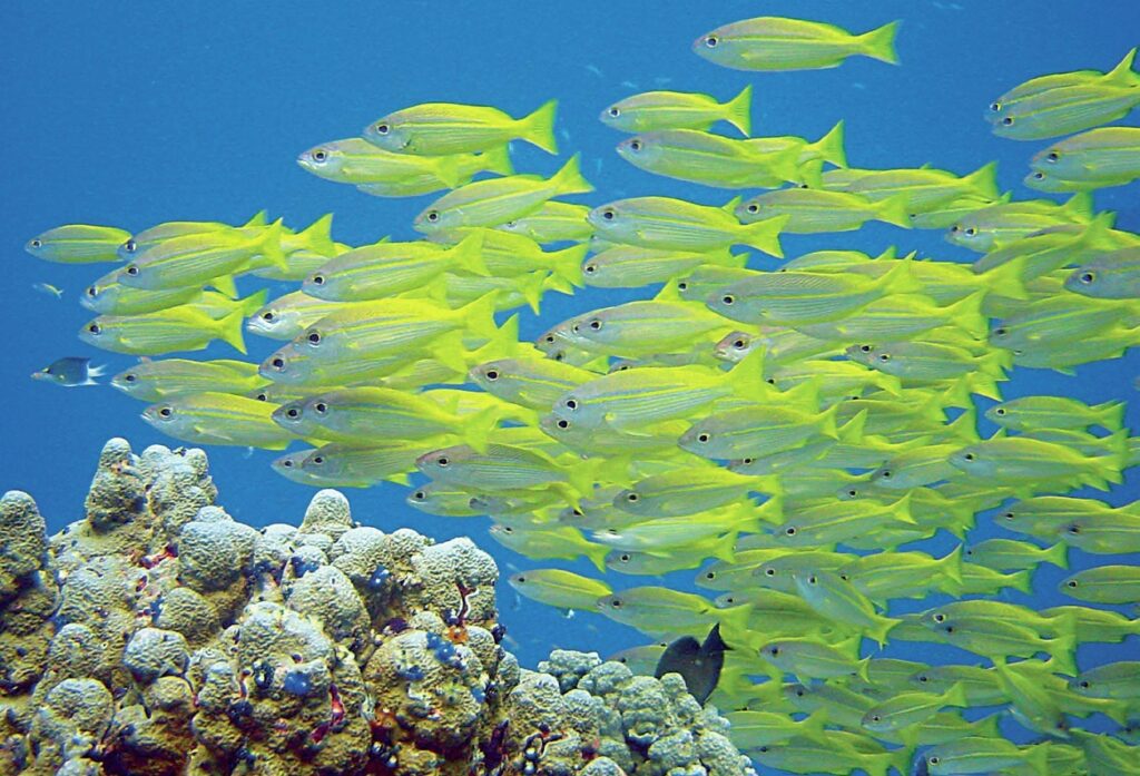 Discovering Fiji's Hidden Gem: Waidroka Bay Resort 7 Shoal of snapper