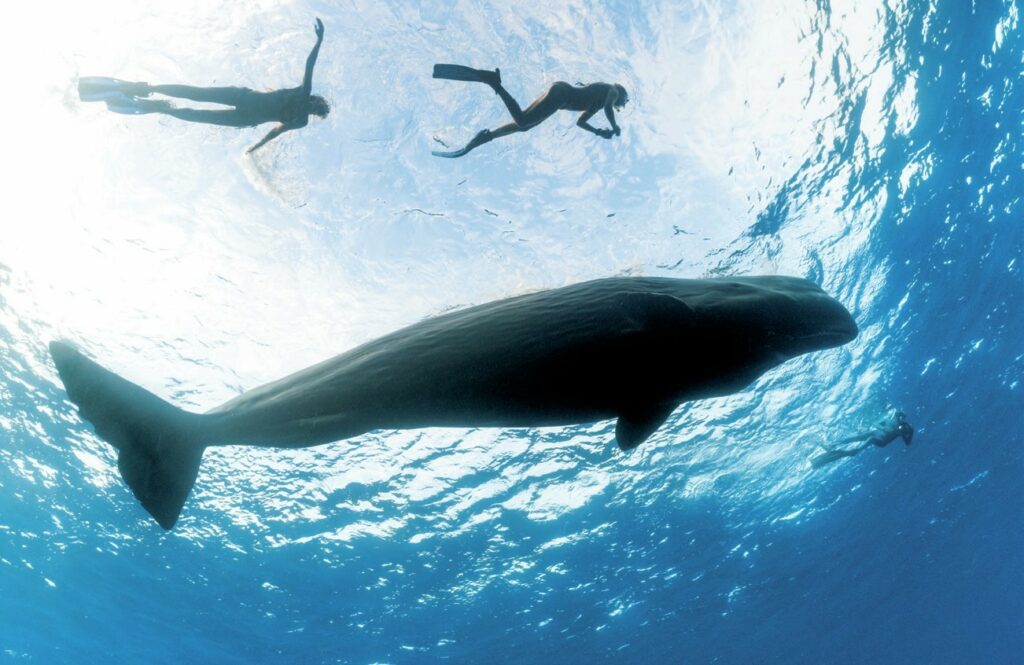 Snorkeler dwarfed by a sperm whale