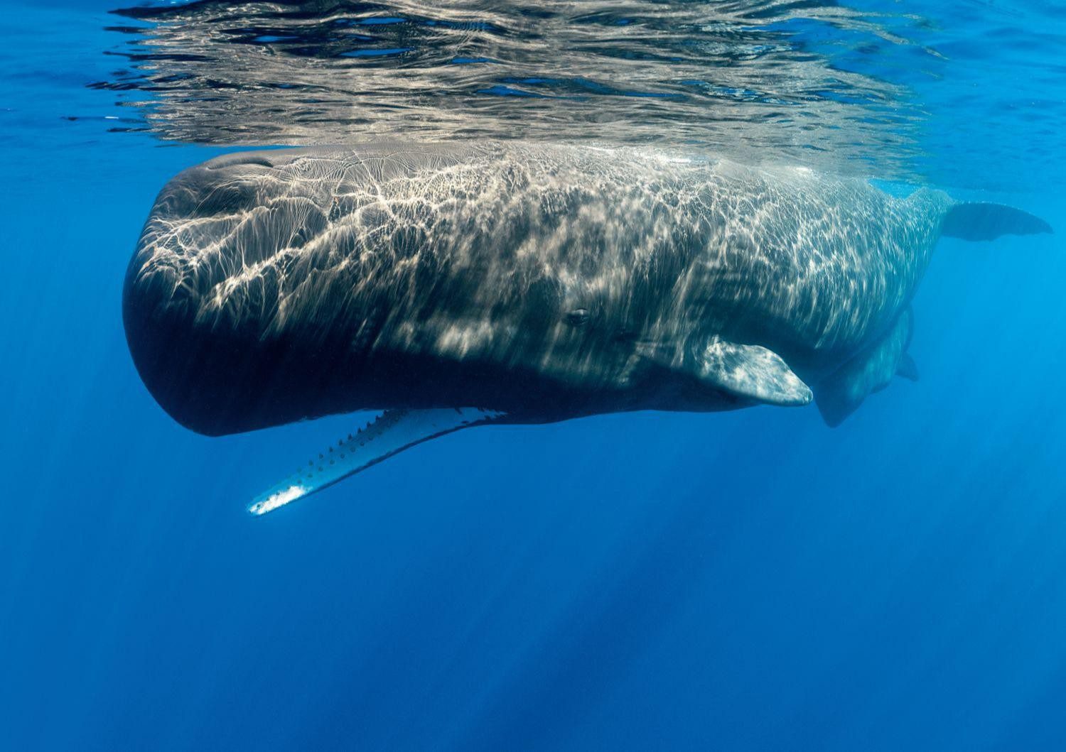 Sperm Whale