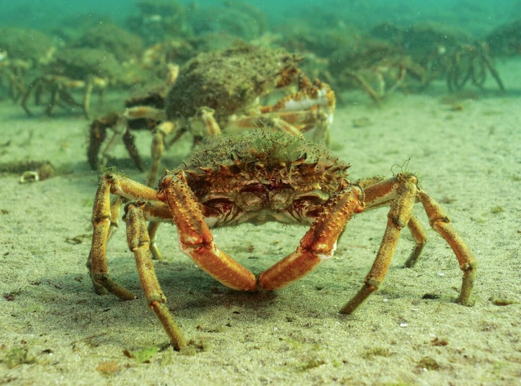 Q&A with Jake Davies: Underwater Videographer & HSE Pro Diver 3 Spider crab Aggregation