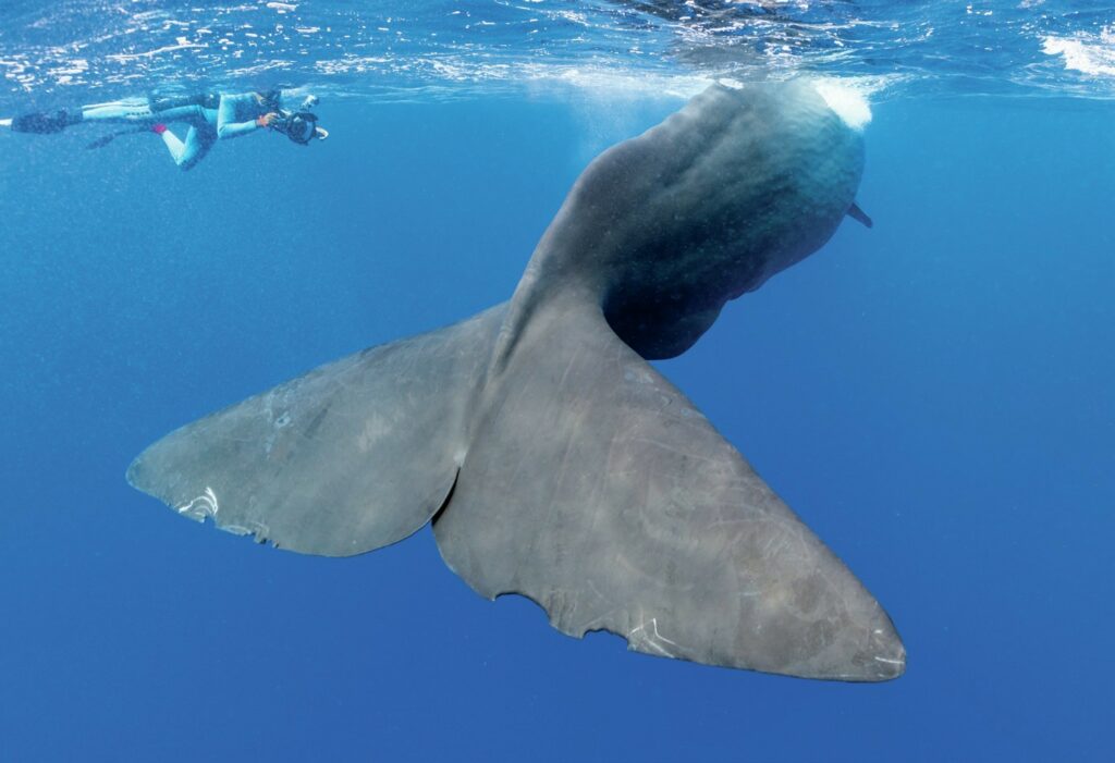 An Unforgettable Encounter: Diving with Sperm Whales in Dominica 1 Tail of a large sperm whale