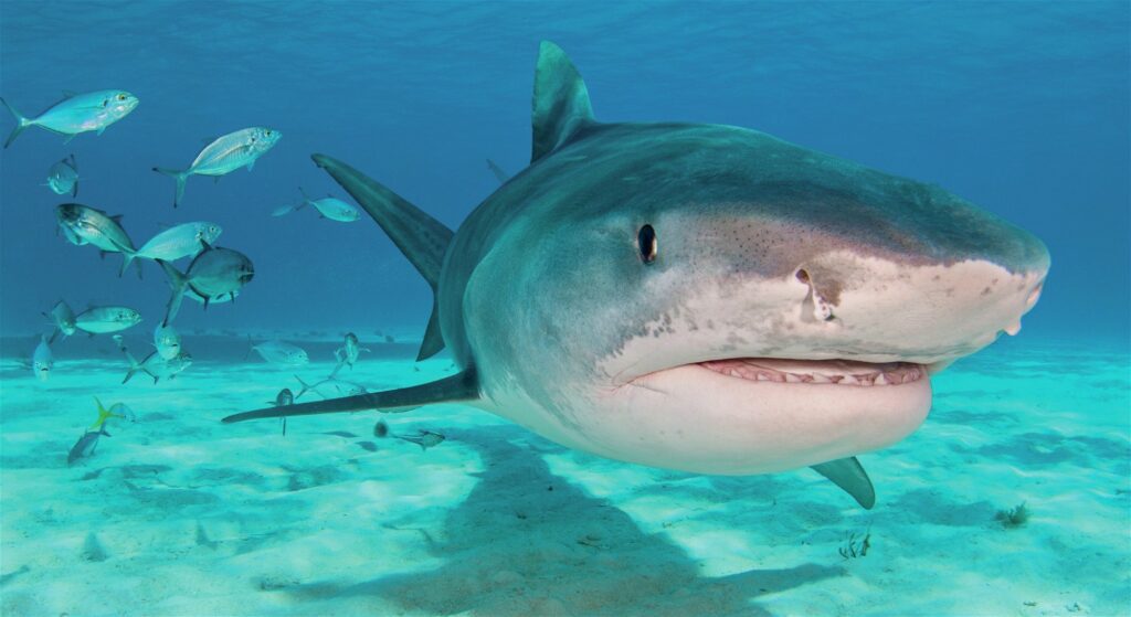 Tiger shark in bahamas for dive 2,000