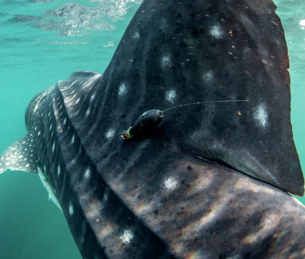 Tracker fitted to whaleshark