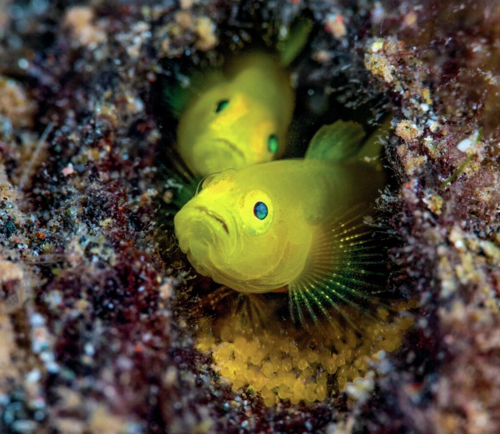 Two yellow fish