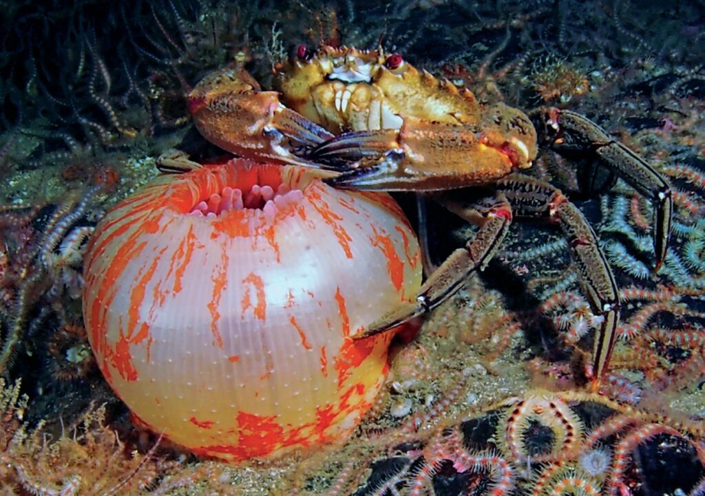Velvet swimming crab with a closed anemone