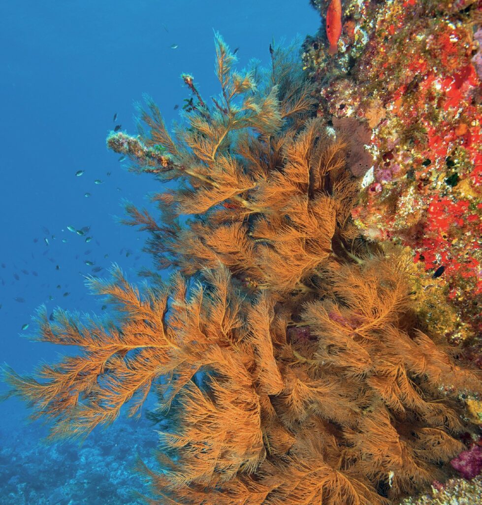 Vibrant corals and sponges

