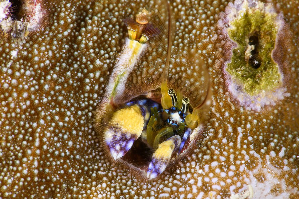Coral hermit crabs (genus Paguritta) are a different kind of hermit crab in that instead of using a discarded snail shell as its home, these little guys (about the size of one to two grains of rice), live in coral.