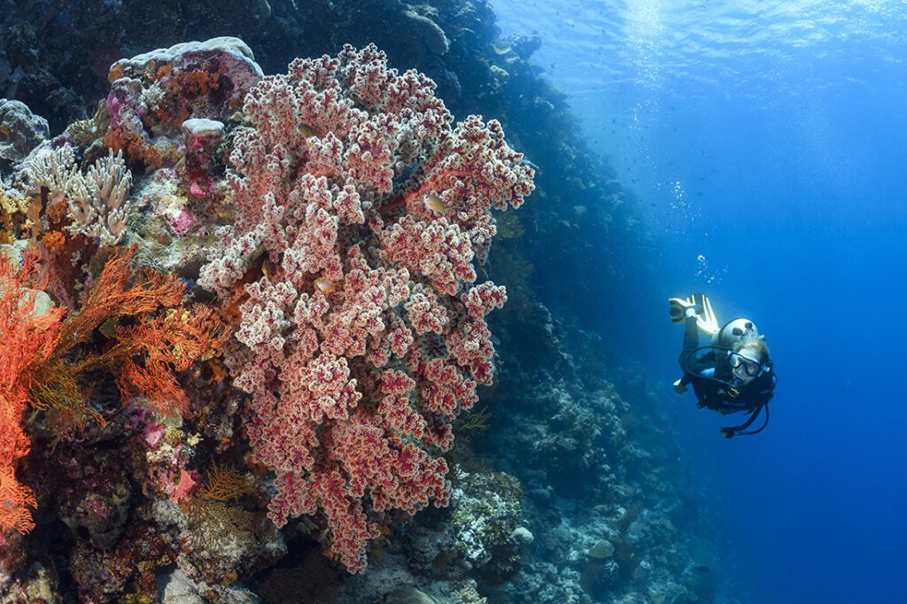 Scuba diver cruising the wall comes up on a large cherry blossum coral on the House Reef