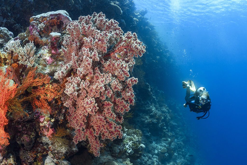 On The House - Wakatobi’s House Reef 7 Scuba diver cruising the wall comes up on a large cherry blossum coral on the House Reef