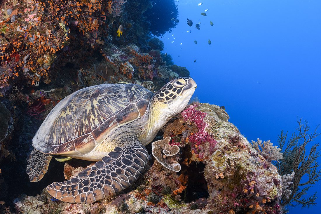 Large green turtle taking a snooze on Wakatobi's House Reef wall.