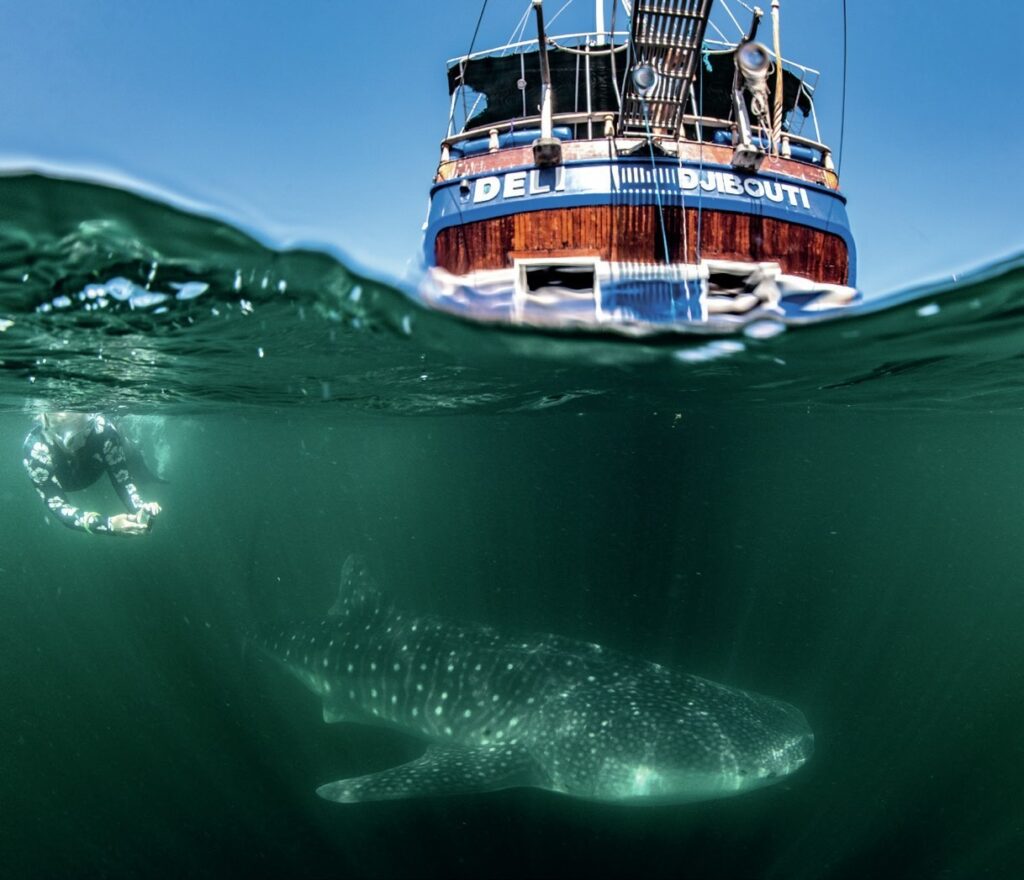 Whaleshark cruising below boat