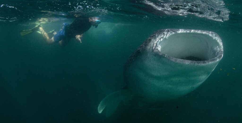 Whaleshark feeding near surface