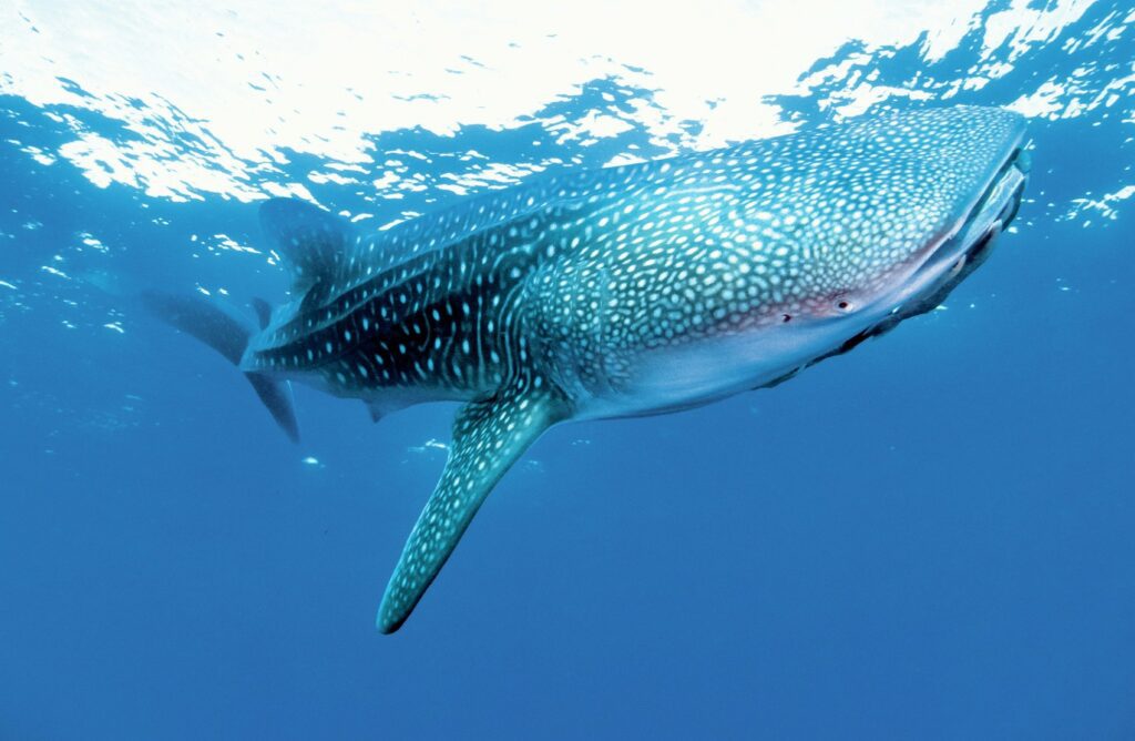 Whaleshark with huge mouth
